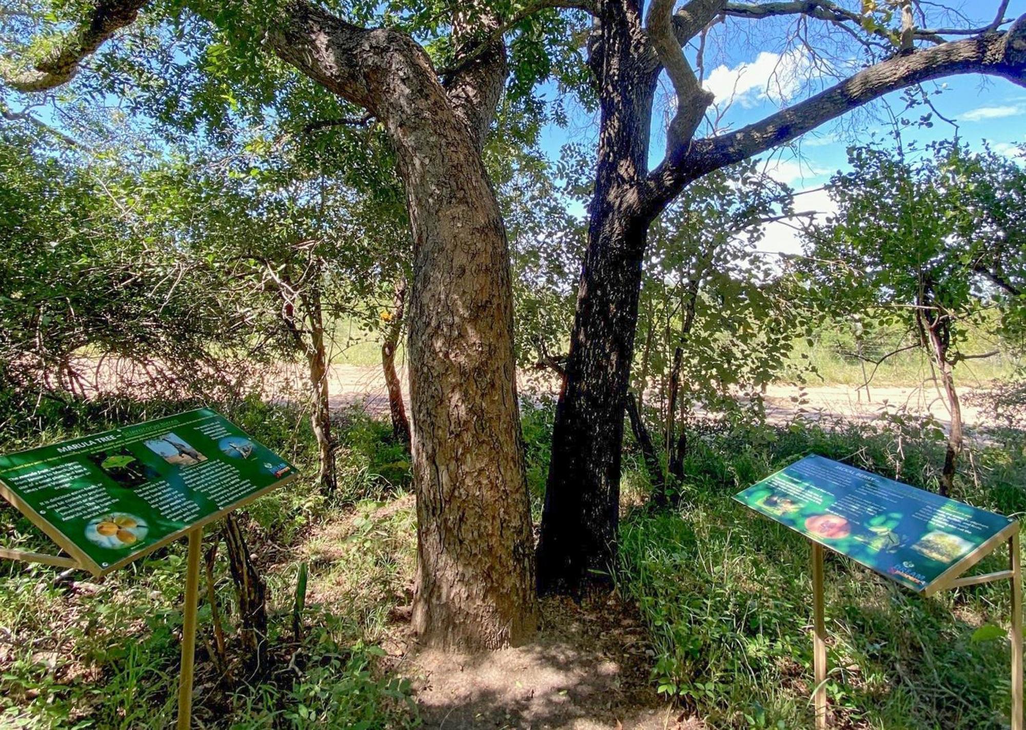Burchell's Bush By Dream Chalet